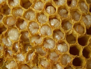 Méhészeti termékek